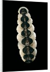 Chiton goodalli by Anonymous