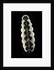Chiton goodalli by Anonymous