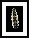 Chiton goodalli by Anonymous