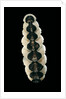 Chiton goodalli by Anonymous