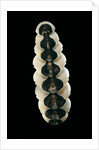 Chiton goodalli by Anonymous