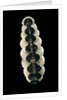 Chiton goodalli by Anonymous