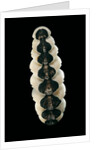 Chiton goodalli by Anonymous