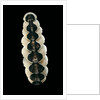 Chiton goodalli by Anonymous