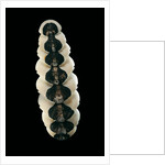 Chiton goodalli by Anonymous