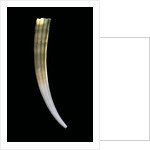 Dentalium elephantinum by Anonymous