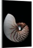 Nautilus pompilius by Anonymous