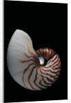 Nautilus pompilius by Anonymous