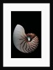 Nautilus pompilius by Anonymous
