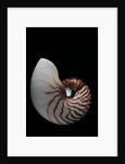 Nautilus pompilius by Anonymous