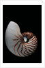 Nautilus pompilius by Anonymous