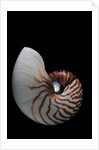 Nautilus pompilius by Anonymous
