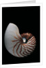 Nautilus pompilius by Anonymous