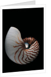 Nautilus pompilius by Anonymous