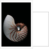 Nautilus pompilius by Anonymous