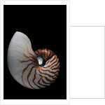 Nautilus pompilius by Anonymous