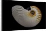 Nautilus scrobiculatus by Anonymous