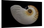 Nautilus scrobiculatus by Anonymous