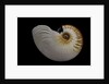 Nautilus scrobiculatus by Anonymous