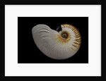 Nautilus scrobiculatus by Anonymous