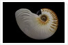 Nautilus scrobiculatus by Anonymous