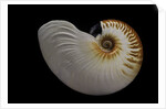 Nautilus scrobiculatus by Anonymous