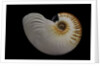 Nautilus scrobiculatus by Anonymous