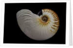 Nautilus scrobiculatus by Anonymous