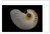 Nautilus scrobiculatus by Anonymous