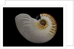 Nautilus scrobiculatus by Anonymous