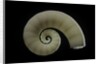 Spirula spirula by Anonymous