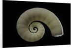Spirula spirula by Anonymous