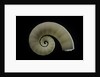 Spirula spirula by Anonymous