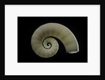 Spirula spirula by Anonymous