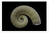 Spirula spirula by Anonymous