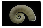Spirula spirula by Anonymous