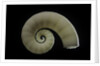 Spirula spirula by Anonymous