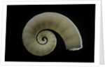 Spirula spirula by Anonymous