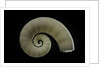 Spirula spirula by Anonymous