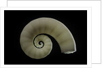 Spirula spirula by Anonymous