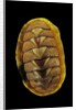 Tonicella lineata by Anonymous