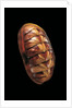 Tonicella lineata by Anonymous