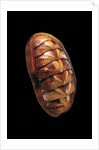 Tonicella lineata by Anonymous