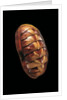 Tonicella lineata by Anonymous