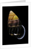 Amphidromus perversus by Anonymous