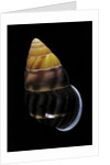Amphidromus perversus by Anonymous