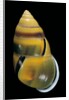 Amphidromus perversus by Anonymous