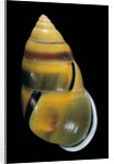 Amphidromus perversus by Anonymous