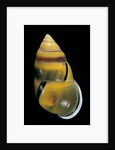 Amphidromus perversus by Anonymous