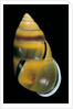 Amphidromus perversus by Anonymous
